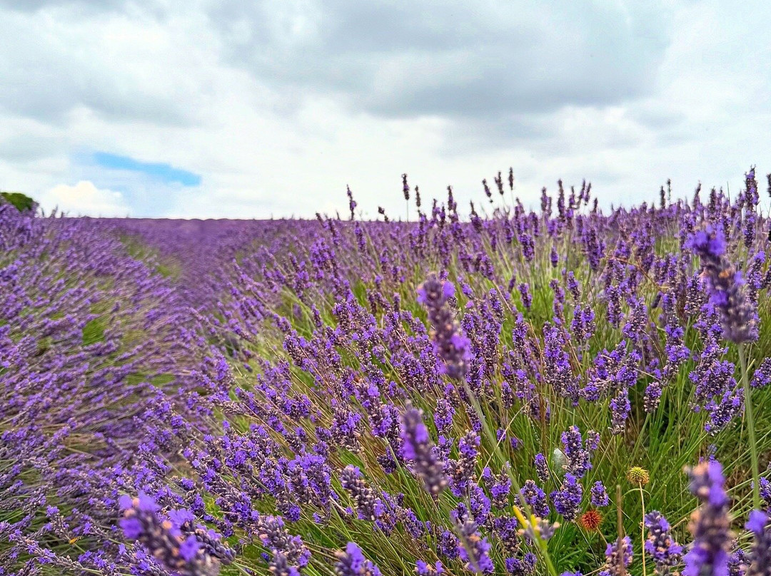 Hitchin Lavender-Ickleford必去景点