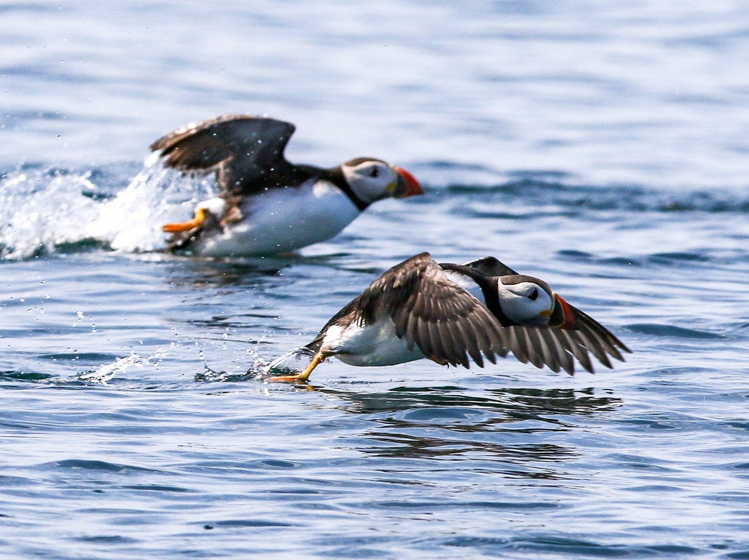 Scottish Seabird Centre-北柏威克必去景点