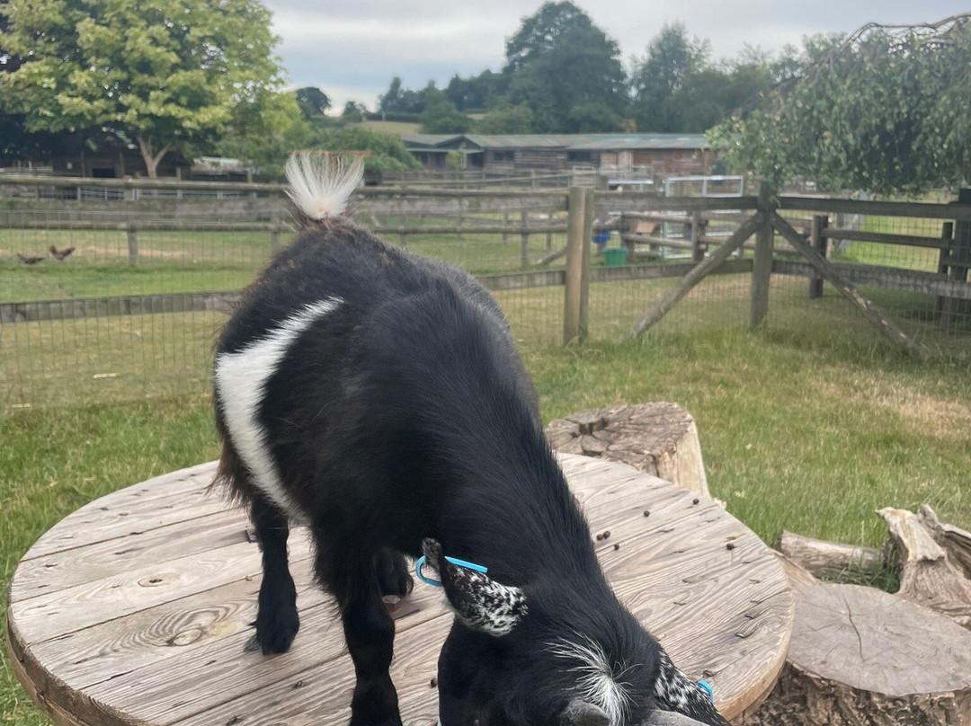 Small Breeds Farm Park-Kington必去景点