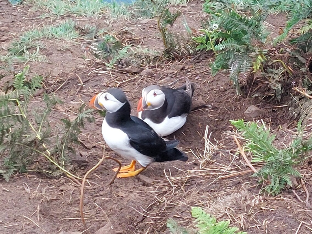 Pembrokeshire Islands Boat Trips-Skomer Island必去景点