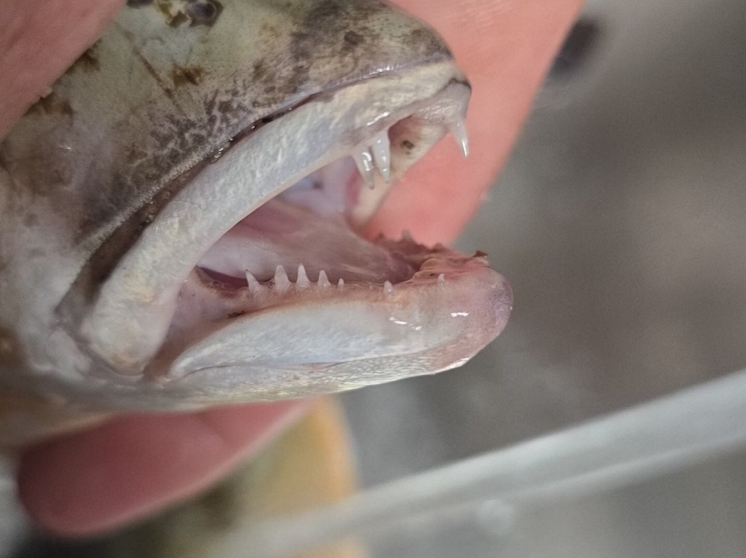 White Street Pier-基韦斯特必去景点