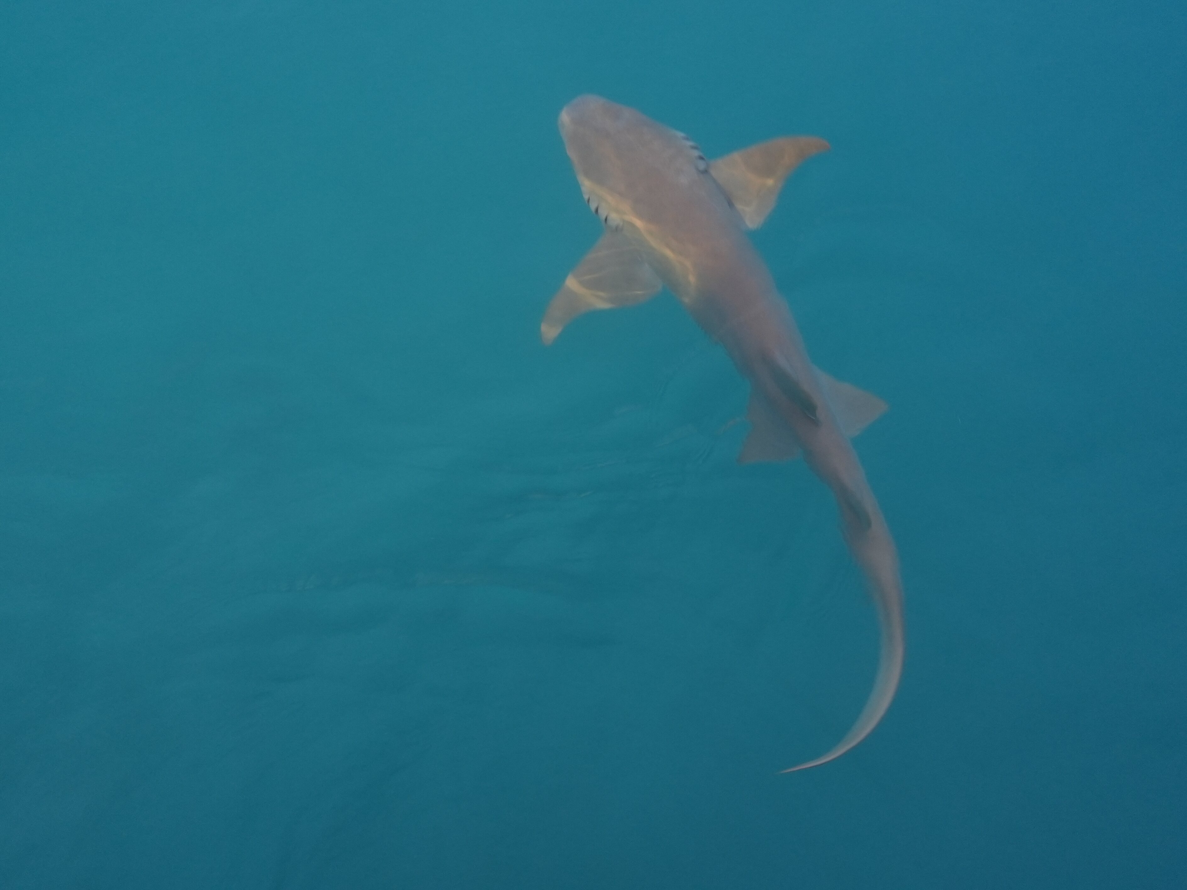 马尔代夫W度假村-泳池