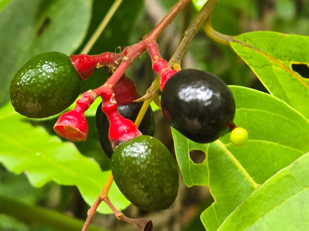 Trilha das Quatro Praias-Itacare必去景点