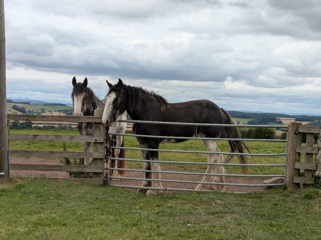 Hay Farm Heavy Horse Centre-特威德河畔贝里克必去景点