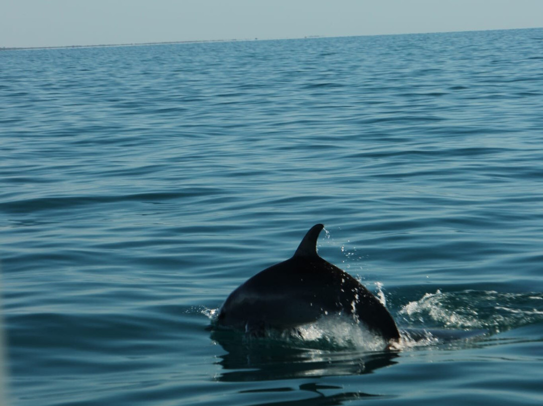 Sunset Dhow Safari-Vilanculos必去景点