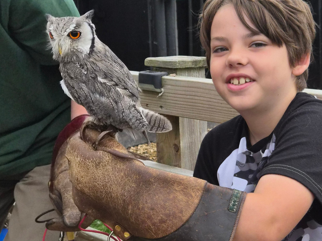 Hawkridge Bird Of Prey Centre-埃克斯茅斯必去景点