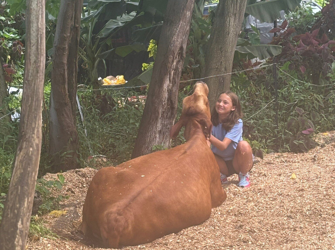 Krishna Cow Sanctuary-帕派科欧必去景点