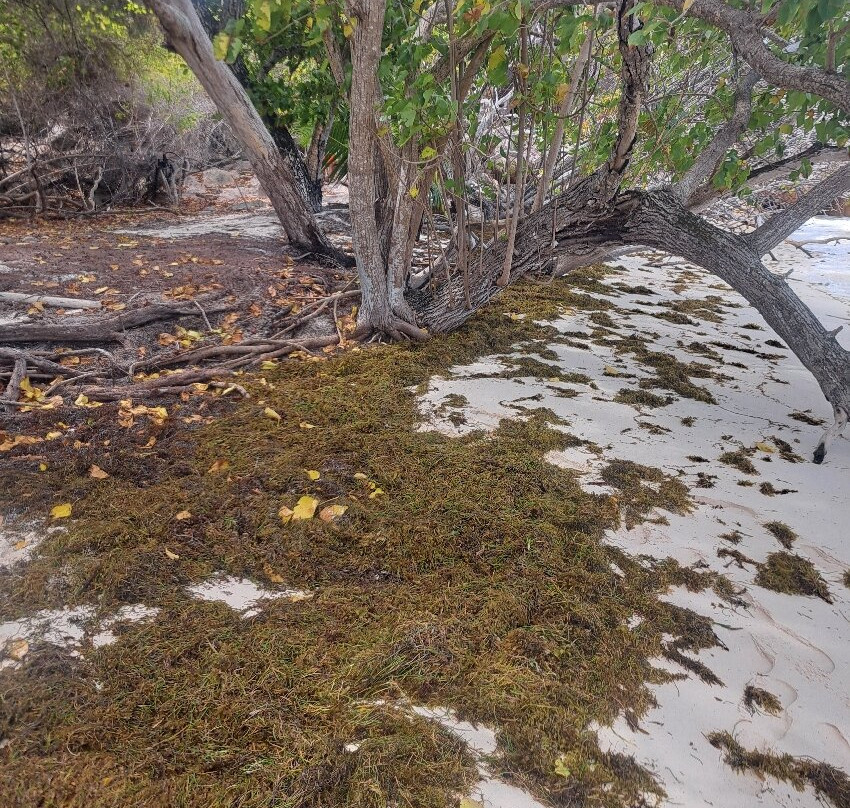 Praslin: Curieuse & St Pierre Island Day Trip with Barbecue-Curieuse Island必去景点