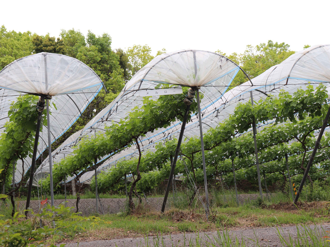 Ajimu Budoushu Koubou-宇佐市必去景点