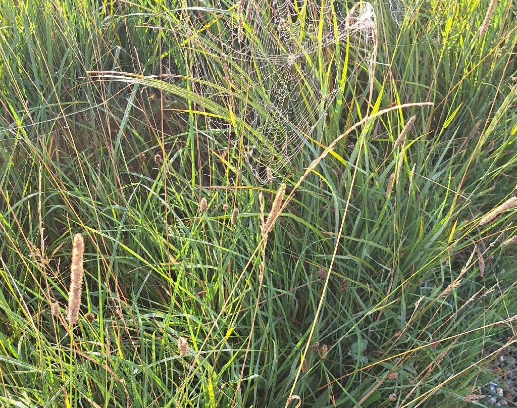 Landhotel Alte Muhle主图