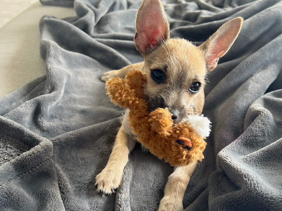 Wet Noses Rescue-Corral del Risco必去景点