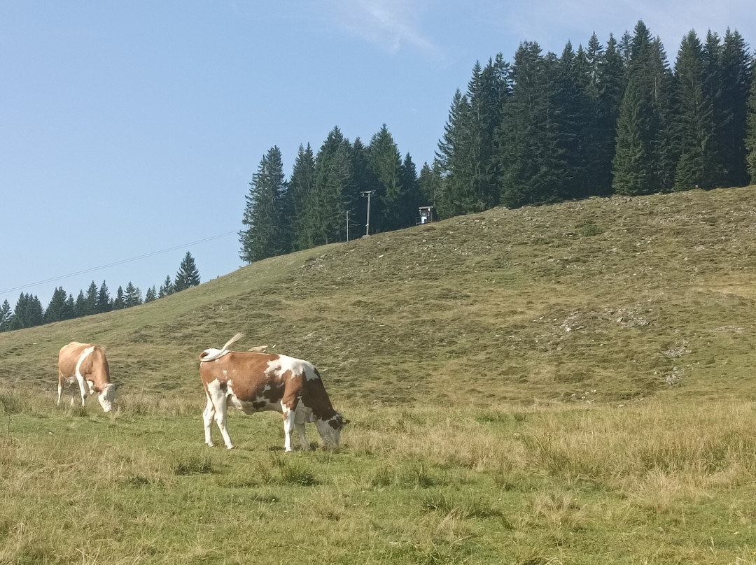 Hotel Goldener Stern主图