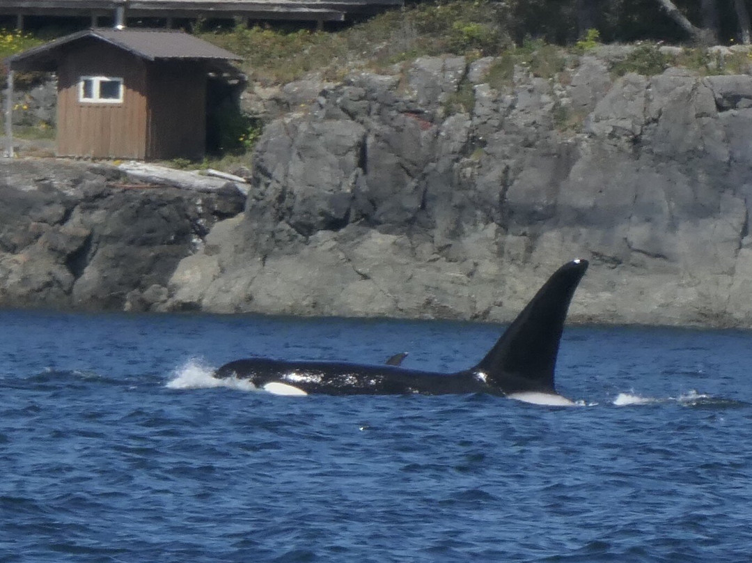 Vancouver Island Photo Tours-Port McNeill必去景点