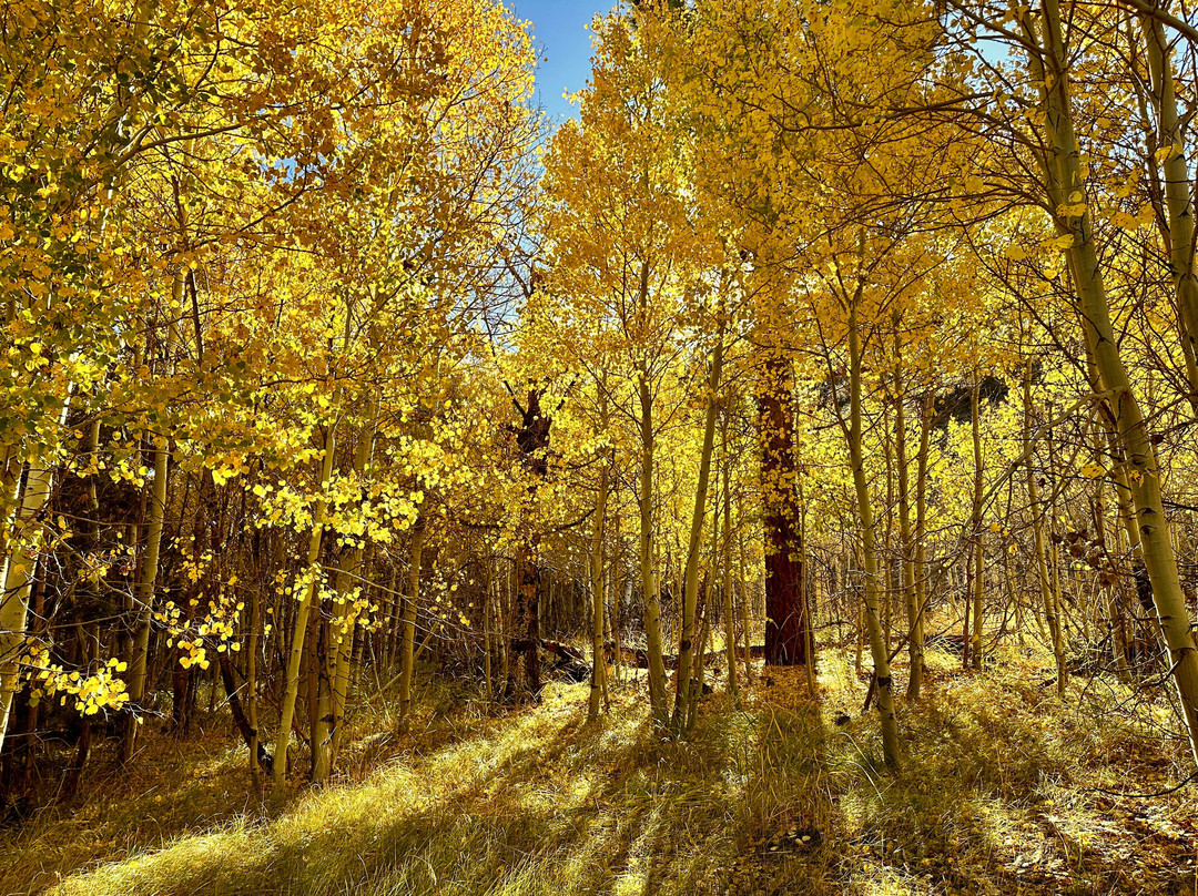 Lee Vining Creek-利韦宁必去景点