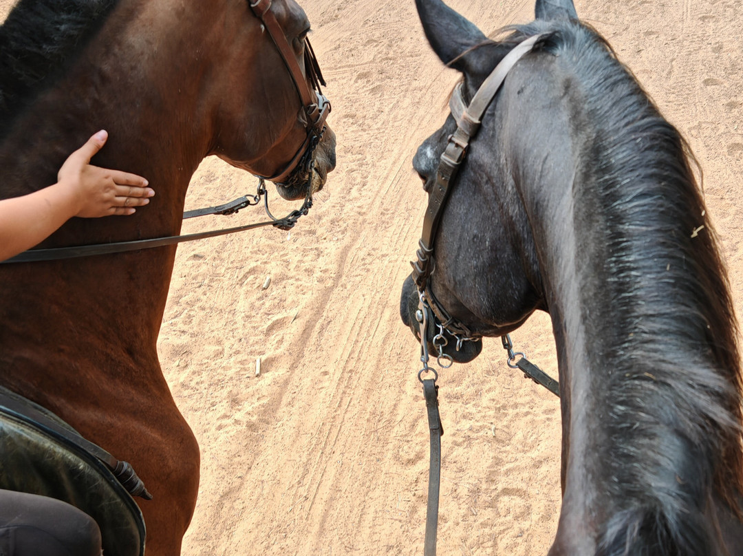 Centro Ecuestre Entrepinares-塞维利亚必去景点