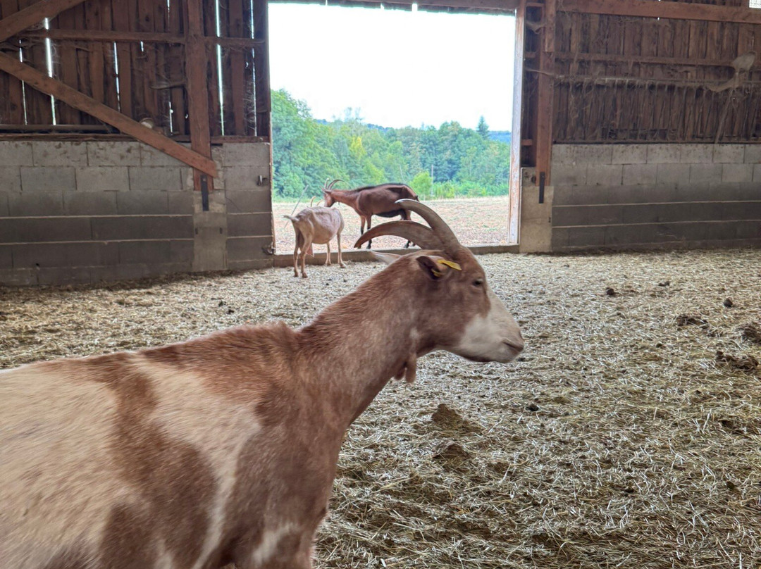 Les Chevres qui Dansent-Le Grand-Serre必去景点