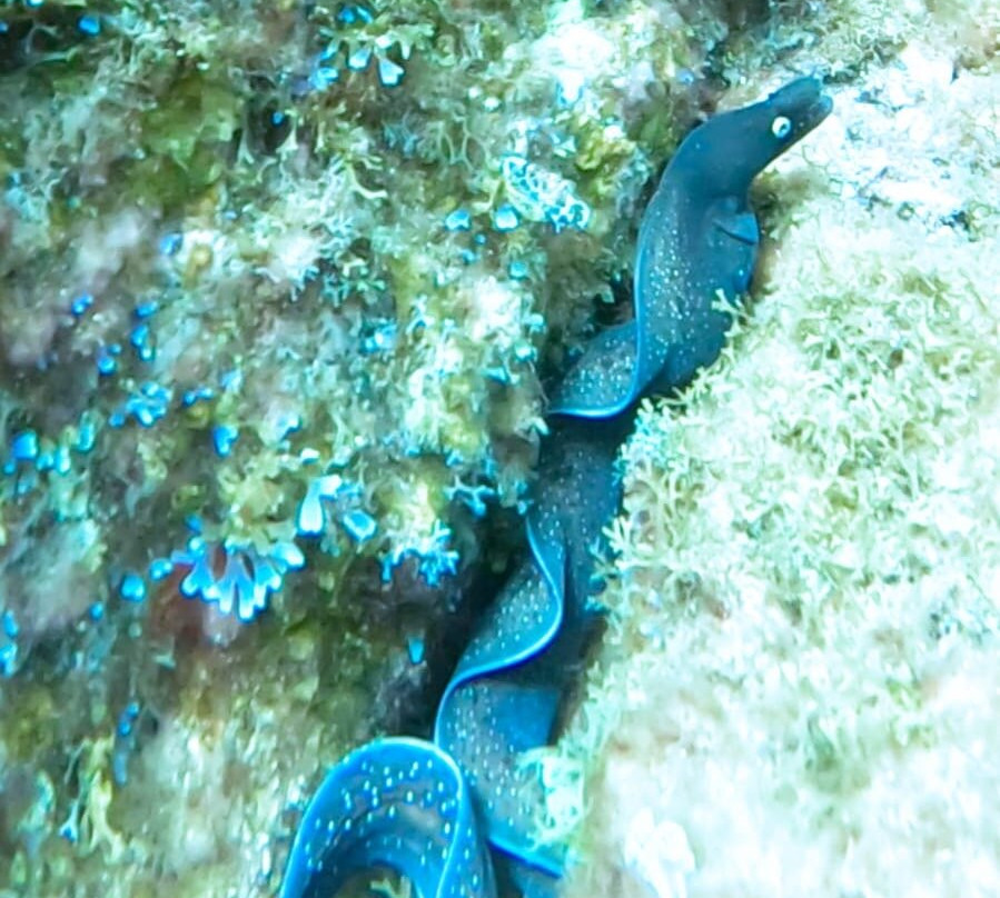 Dive Lovers Tenerife Dive Center-Costa del Silencio必去景点