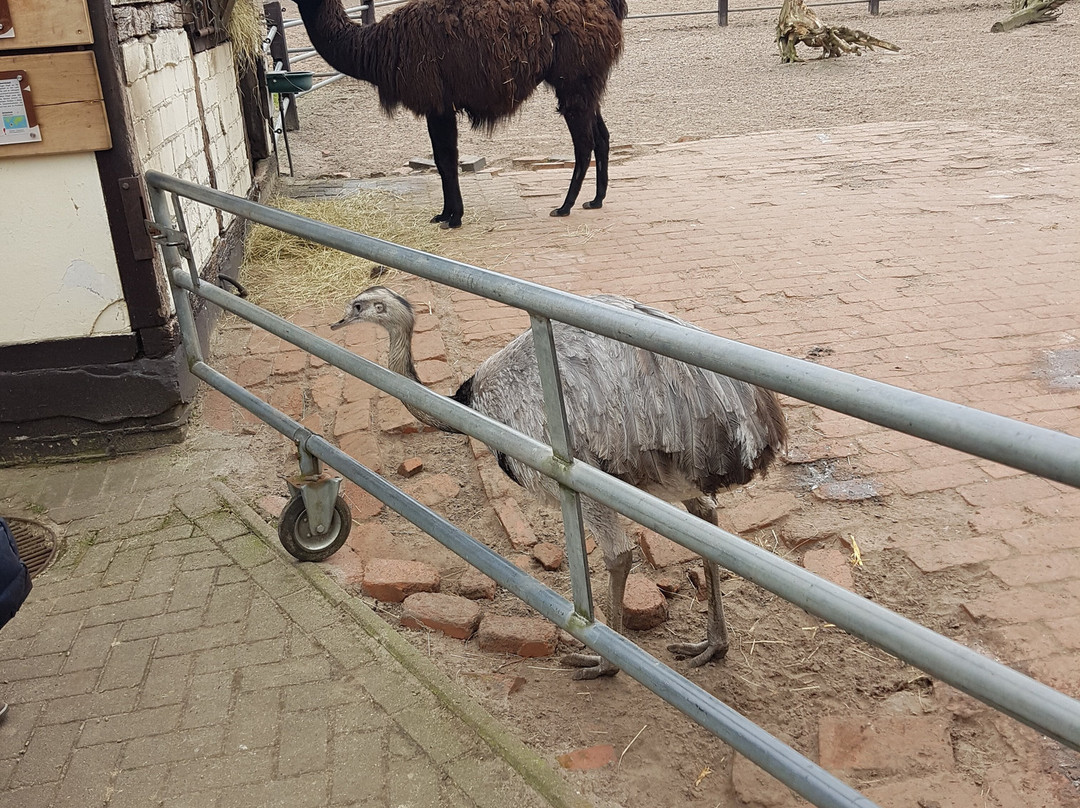 Tierpark Ströhen - Der Entdeckerzoo-Strohen必去景点