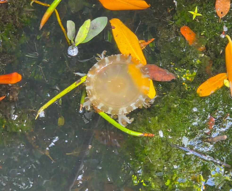 Curaçao Rif Mangrove Park-威廉斯塔德必去景点