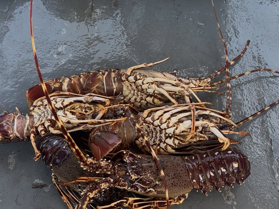 Nikolaki's Swimming Trips-Skiathos Town必去景点
