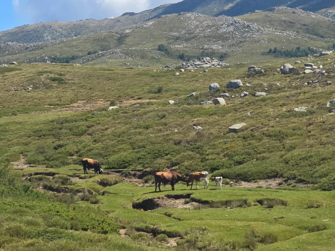 Plateau de Coscione-Aullene必去景点