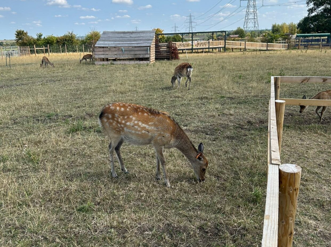Hogshaw Farm & Wildlife Park-Hogshaw必去景点