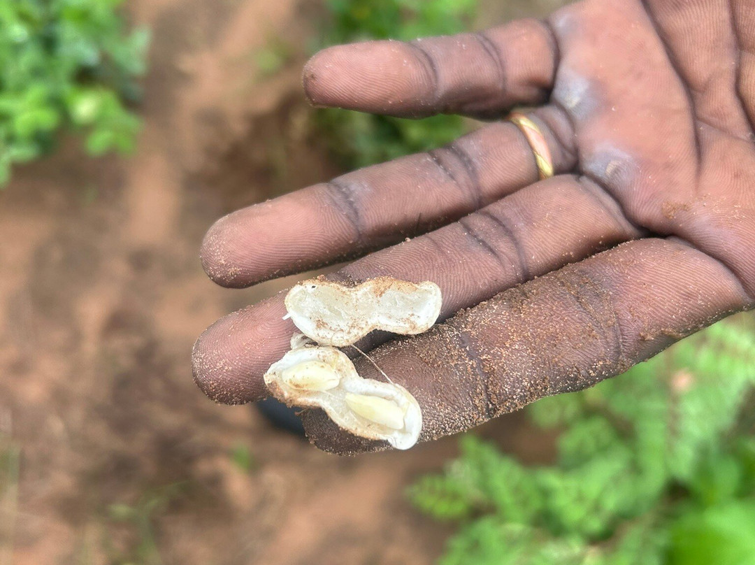 Fair Play Gambia-Janjanbureh必去景点