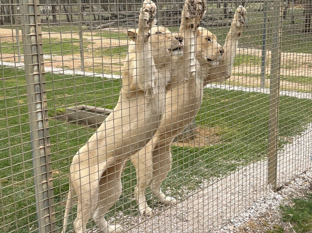 Altina Wildlife Park-Darlington Point必去景点