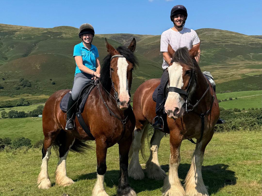 Cumbrian Heavy Horses-Millom必去景点