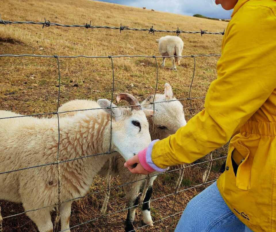 Cardigan Island Coastal Farm Park-Cardigan必去景点