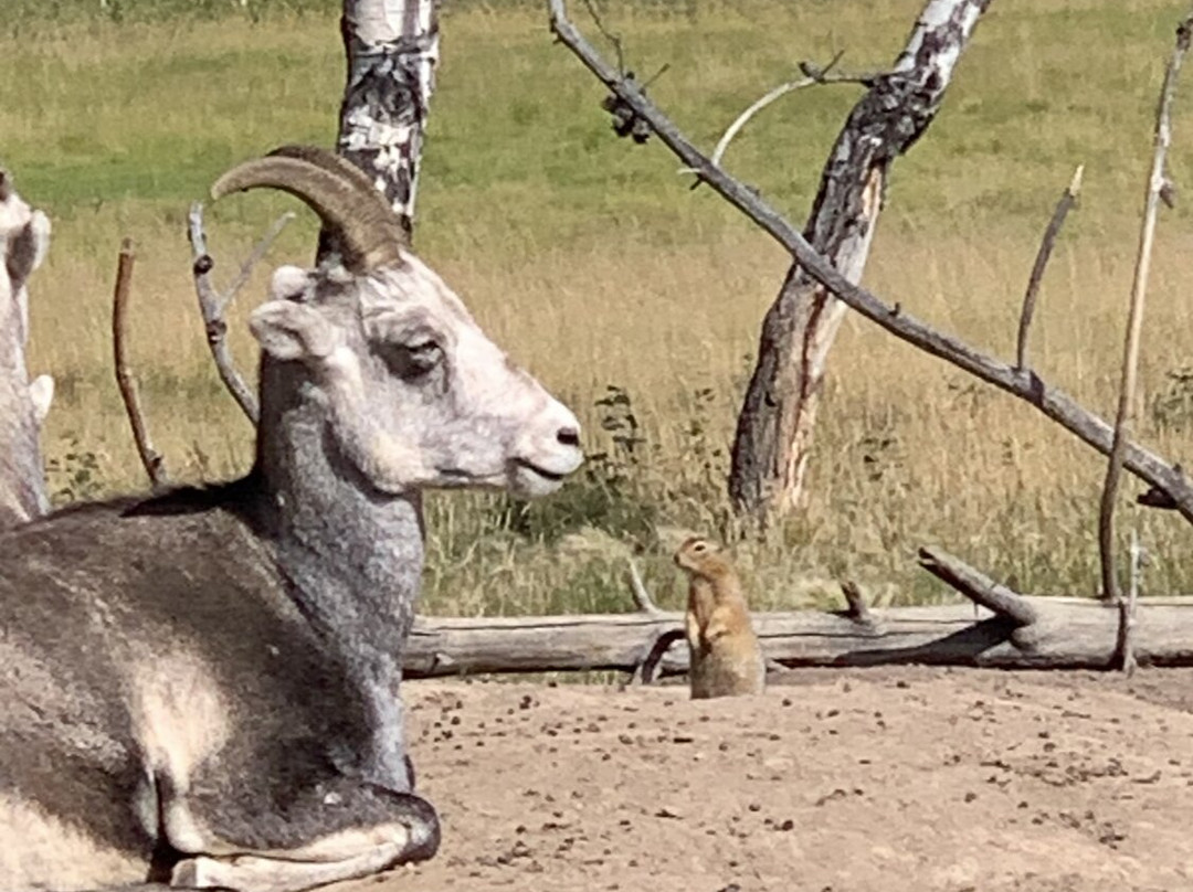 Yukon Wildlife Preserve-白马市必去景点