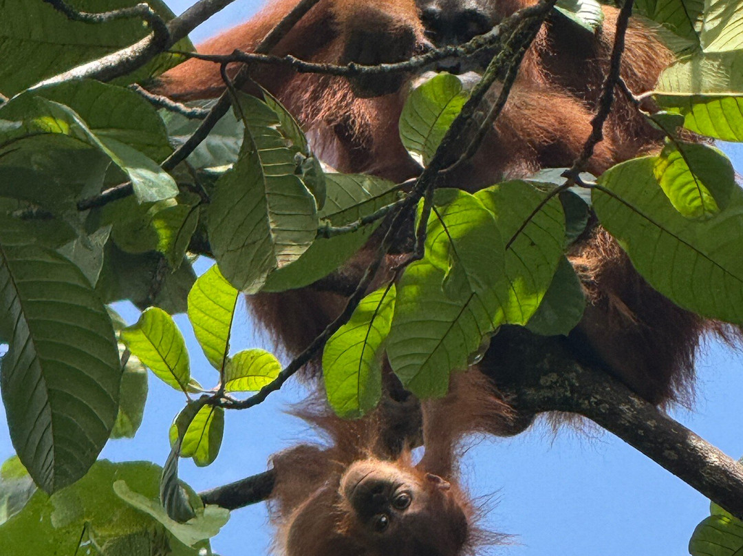 Jhony Jungle Trekking-Ketambe必去景点