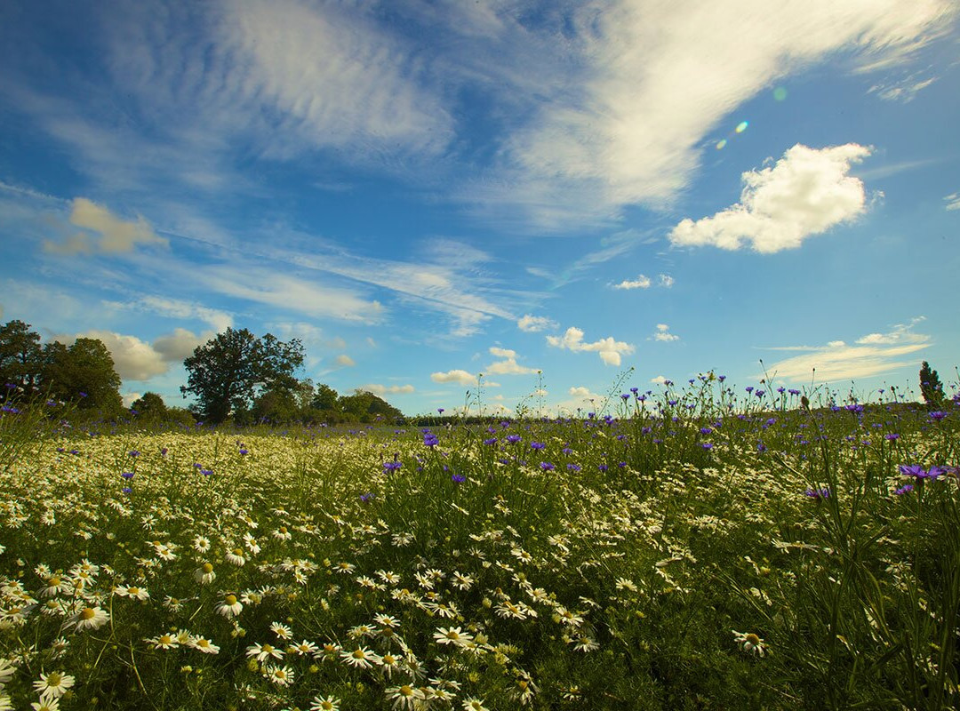Clandon Wood-East Clandon必去景点