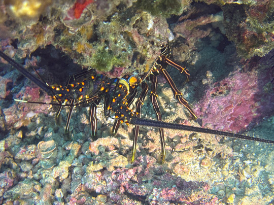 Xoc Baja Tours-拉巴斯必去景点