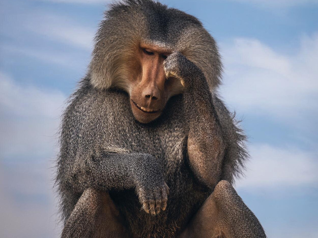 Desert Day at the Jack Joseph and Morton Mandel Zoo-贝尔谢巴必去景点