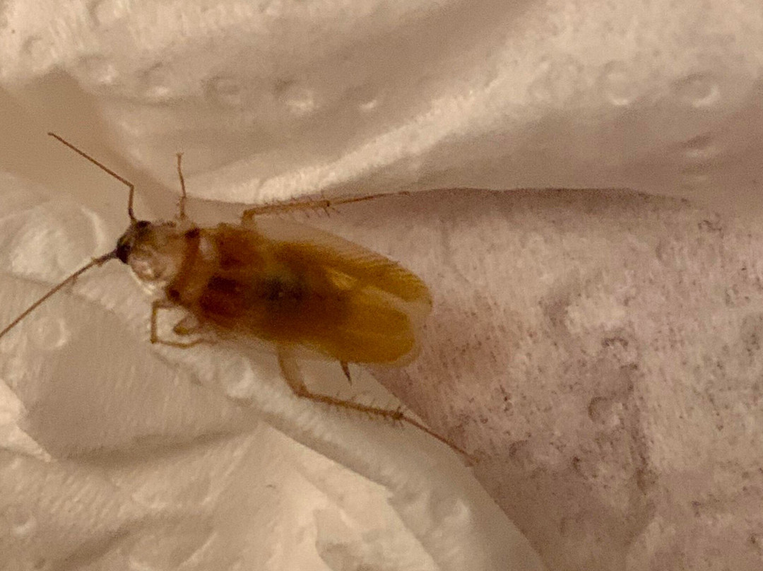 哈里斯堡希尔顿酒店主图