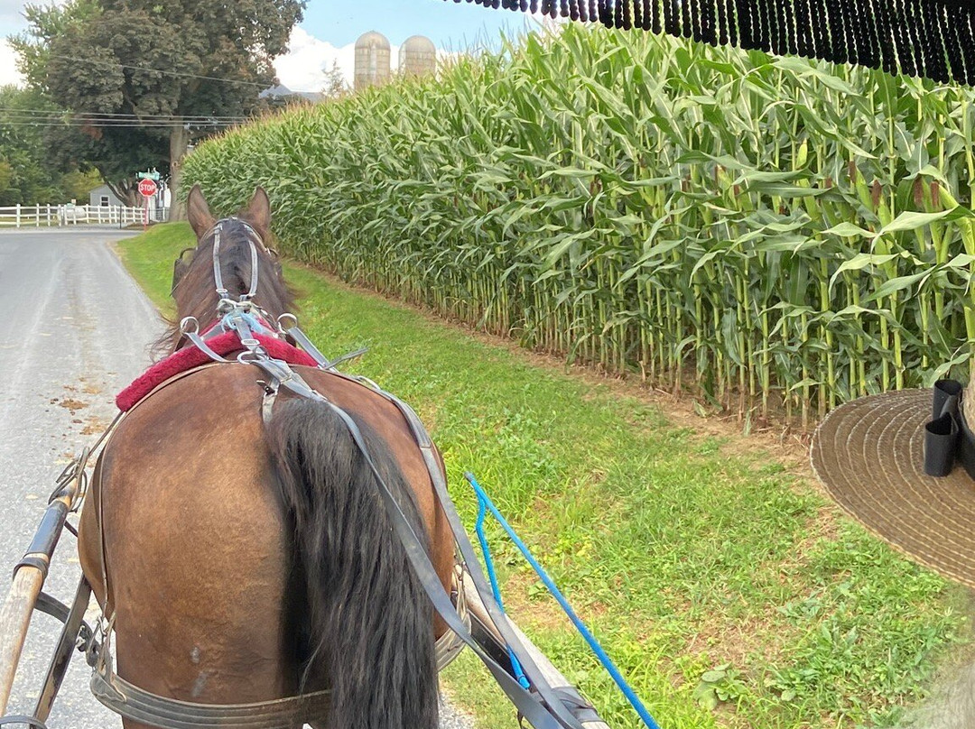 Abe's Buggy Rides-Bird in Hand必去景点