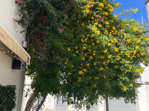 Transfers Happy Days Algarve-法罗必去景点