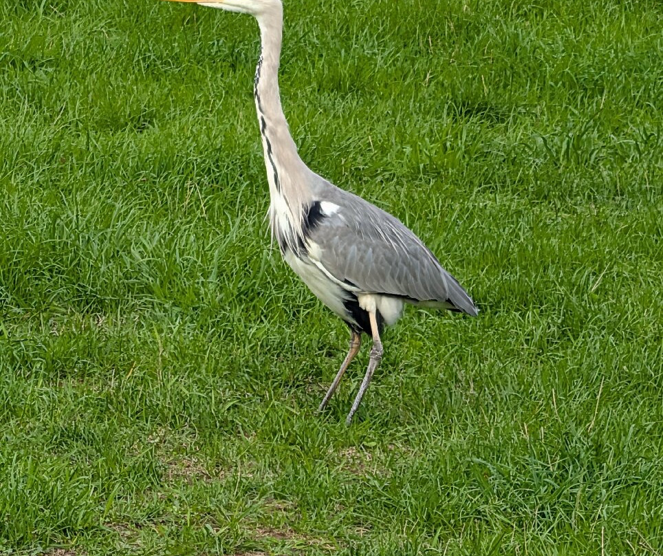 Caen Hill Locks-迪韦齐斯必去景点