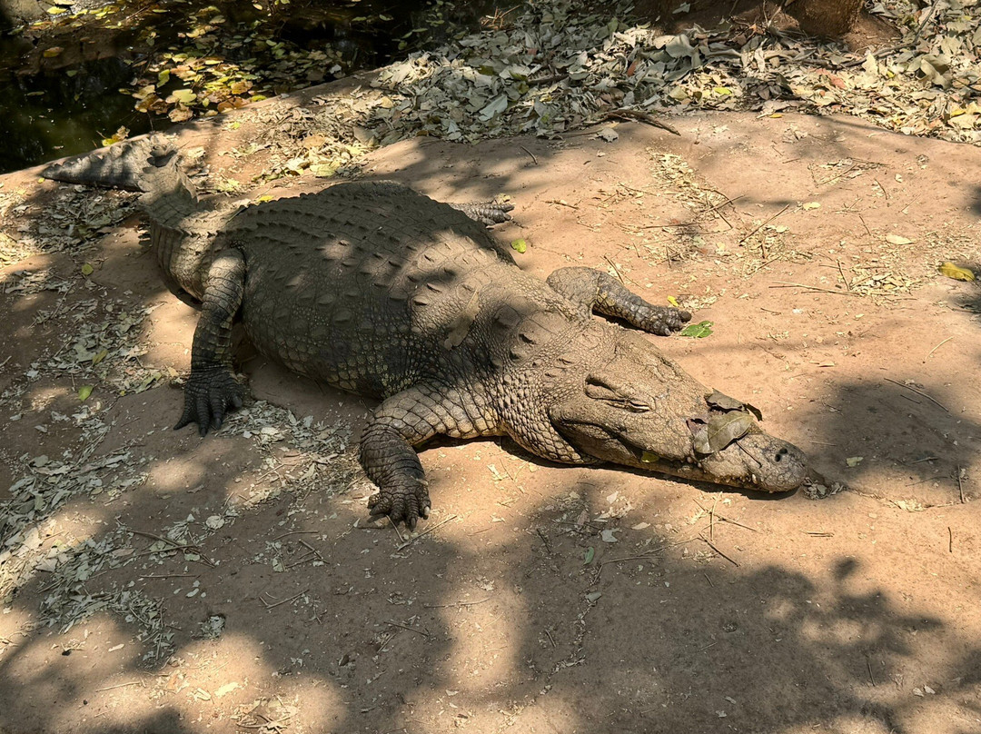 Livingstone Crocodile Park-李文斯顿必去景点