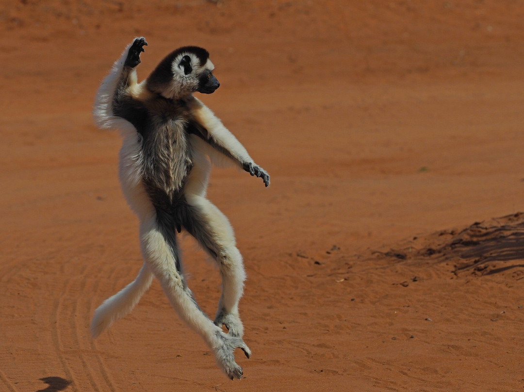 Dodi's Lemur Tours-Tolanaro必去景点