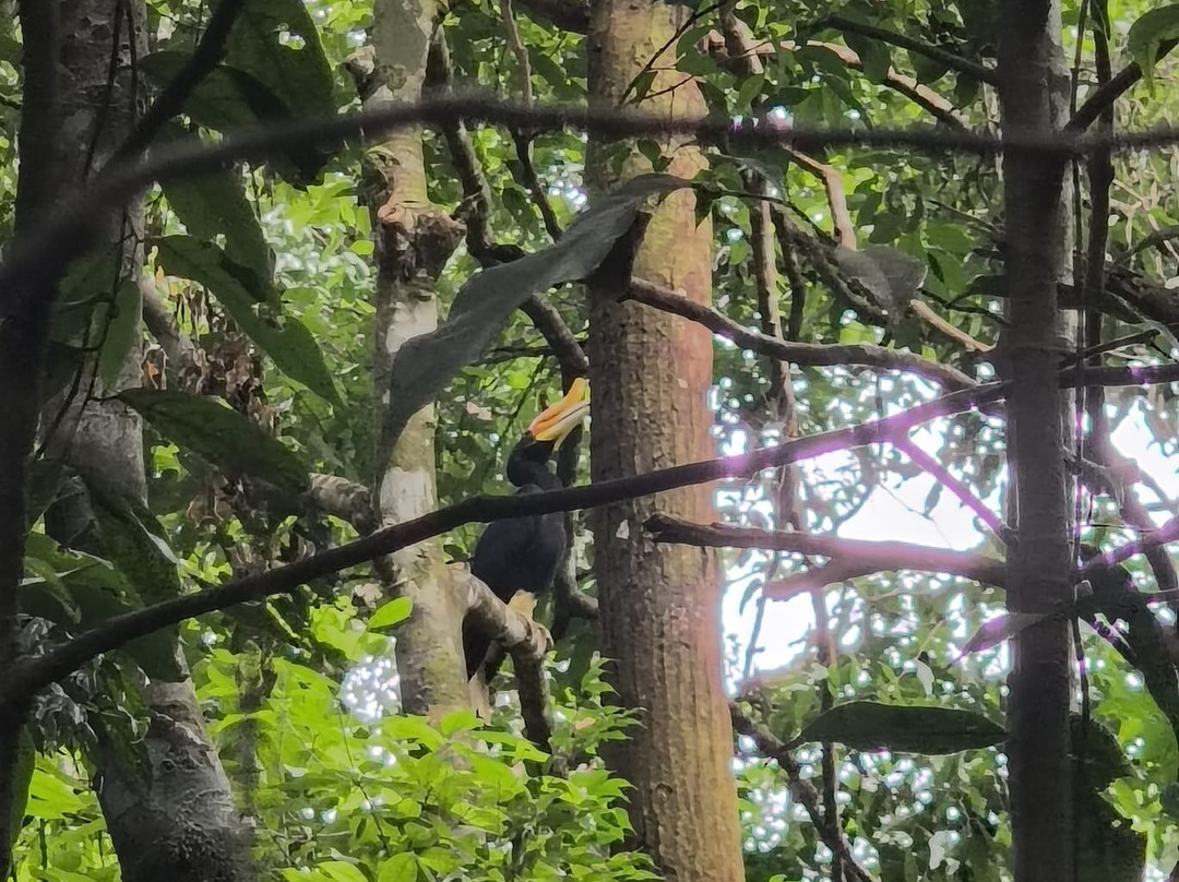 EcoTravel Bukit Lawang - Tours & Treks-武吉拉旺必去景点