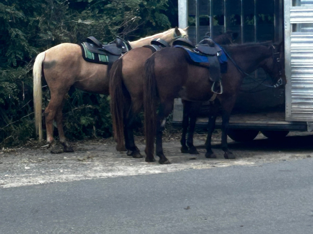 Cruzan Cowgirls-Frederiksted必去景点