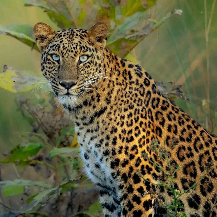 Yala Mk Safari Tour & Taxi Service-蒂瑟默哈拉默必去景点