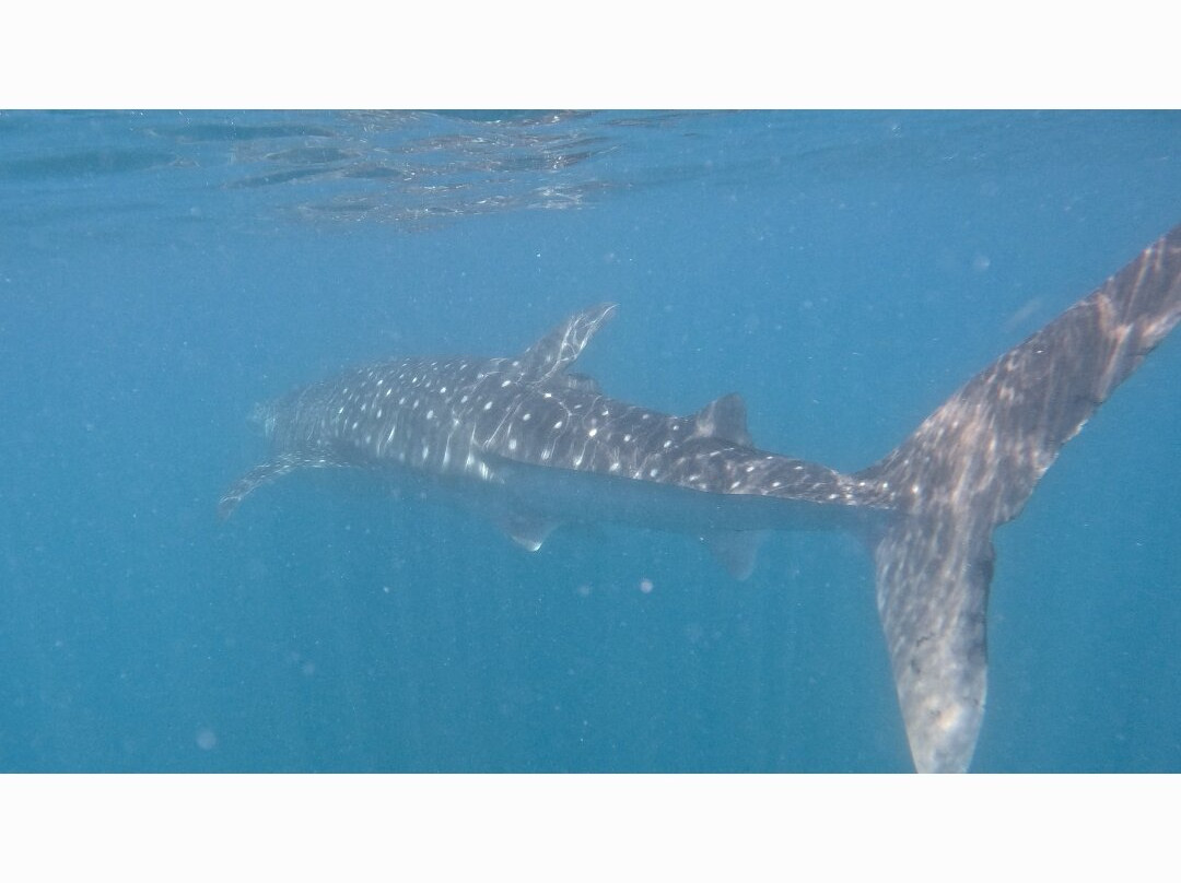 Oceanika Diving Club-伊甸岛必去景点