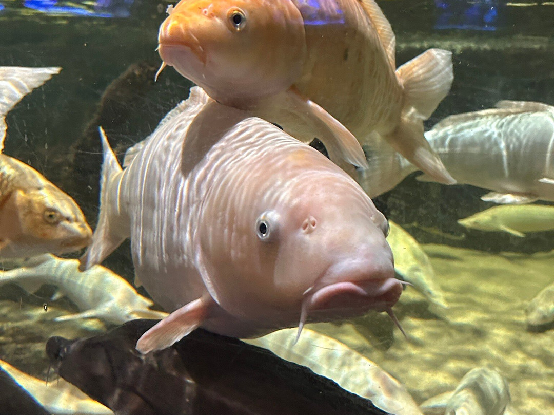 Oceanarium Międzyzdroje-缅济兹德罗耶必去景点