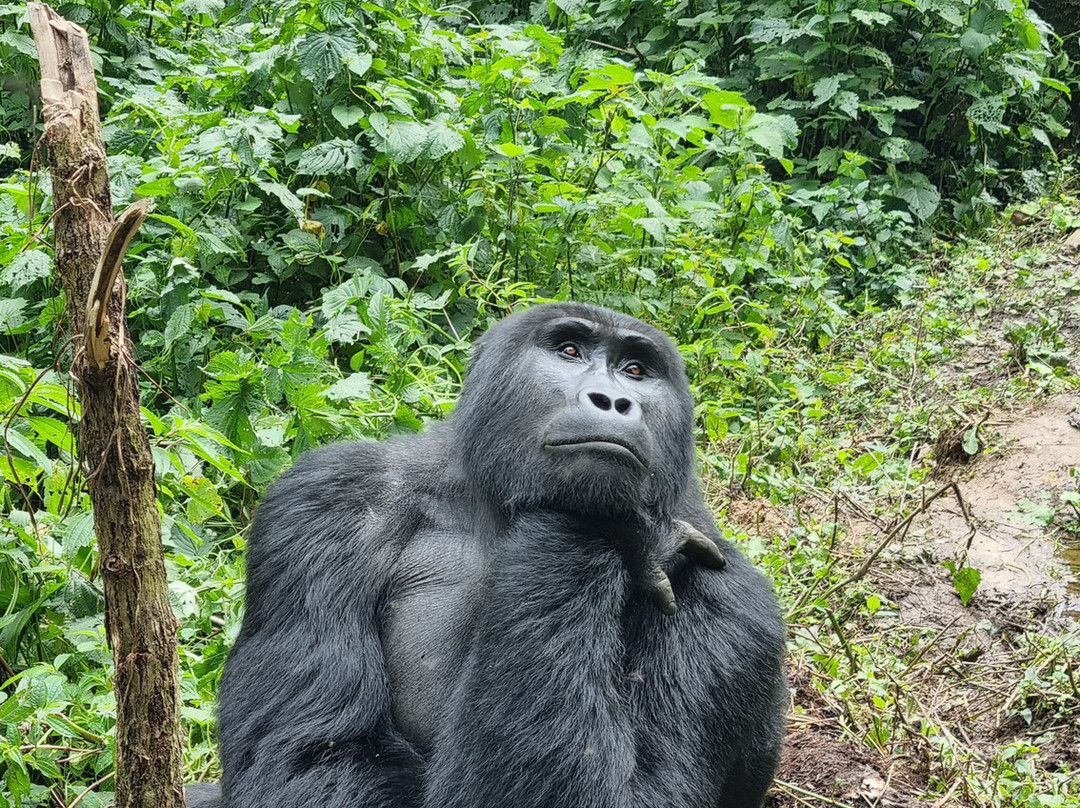Gorillas and Wildlife Safaris-布恩迪难以穿越的国家公园必去景点