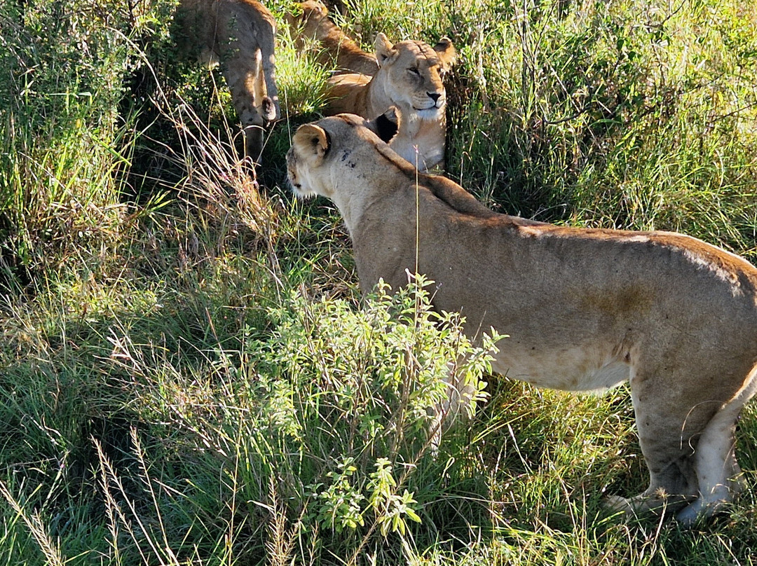 Luluka Safaris-纳罗克必去景点
