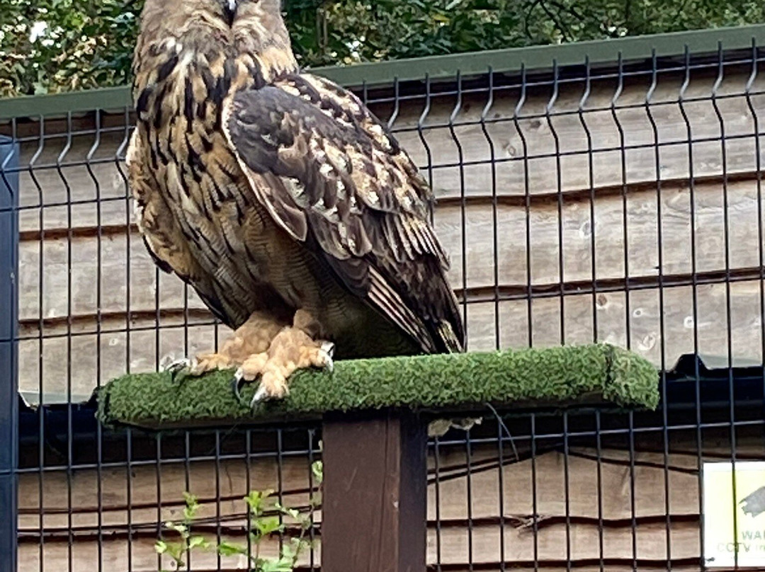 Loch Lomond Bird Of Prey Centre-Balloch必去景点