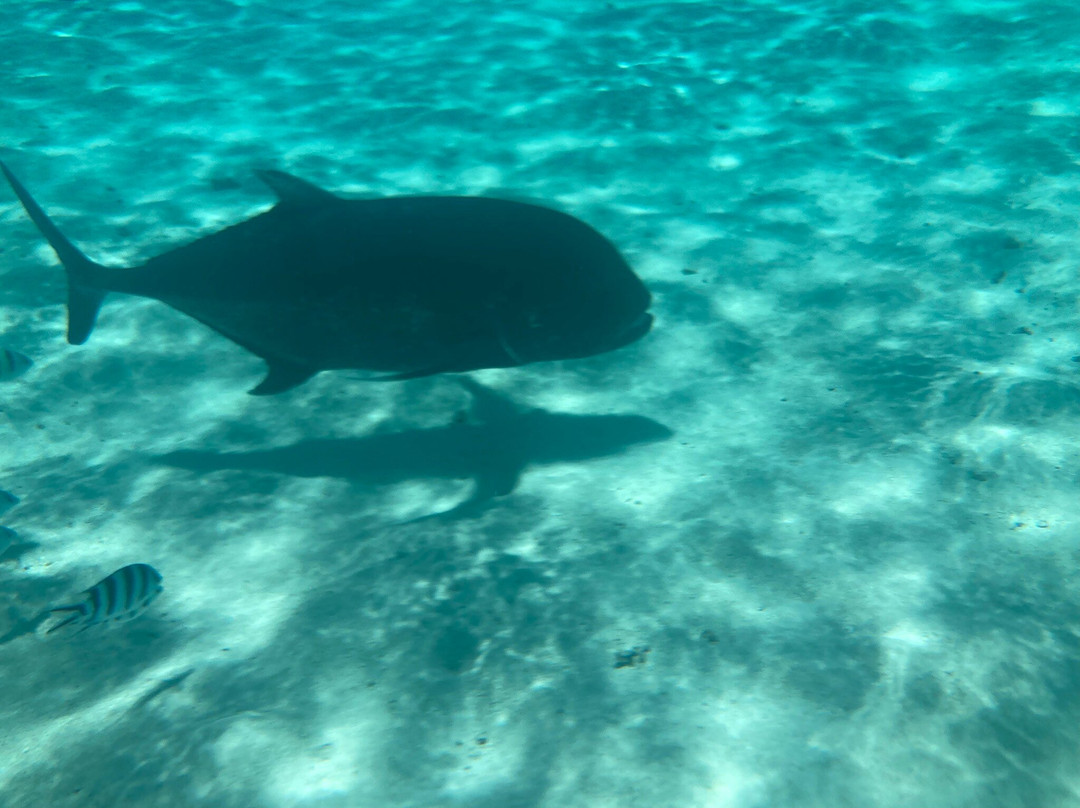 Bishops Cruises-艾图塔基必去景点